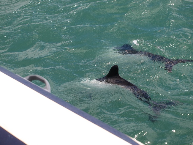 ../../Pictures/240110/045 Toninas.JPG